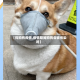 【狗狗有疫情,疫情期间狗狗会被传染吗】