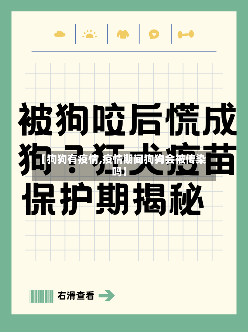 【狗狗有疫情,疫情期间狗狗会被传染吗】-第2张图片